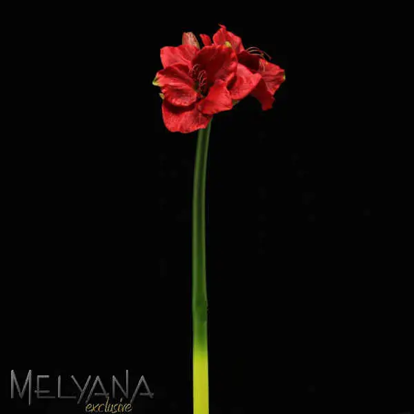 AMARILIS BELLA DECORVILLE SANTIAGO FULL BRANCA/VERMELHA