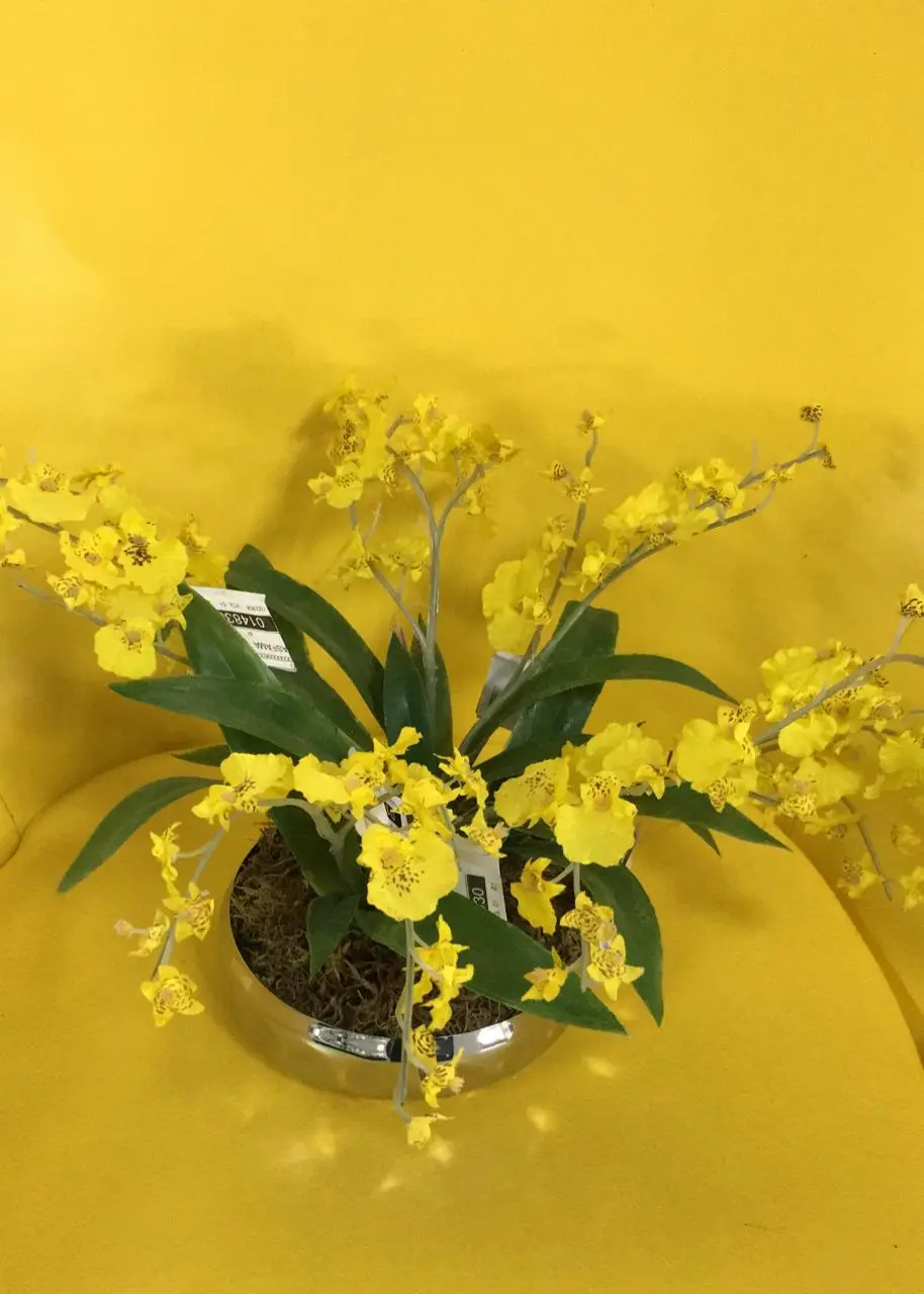 BUQUE FOLHA HERA BRASFAMA HH0005  REF:HH0005 2