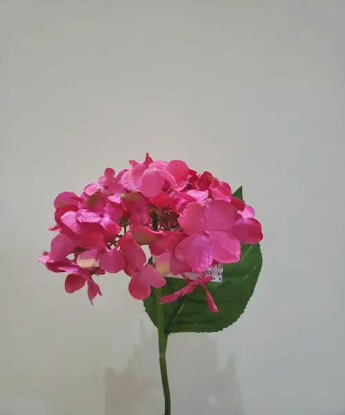 GALHO HORTENCIA/HELLBORR/PEONI CASA REAL  REF:006 2