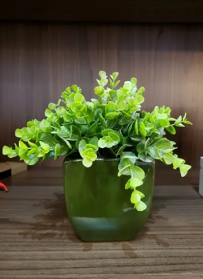 ARRANJO CHALE KALE 17994 CHIFRE/BOXWOOD  REF:17994