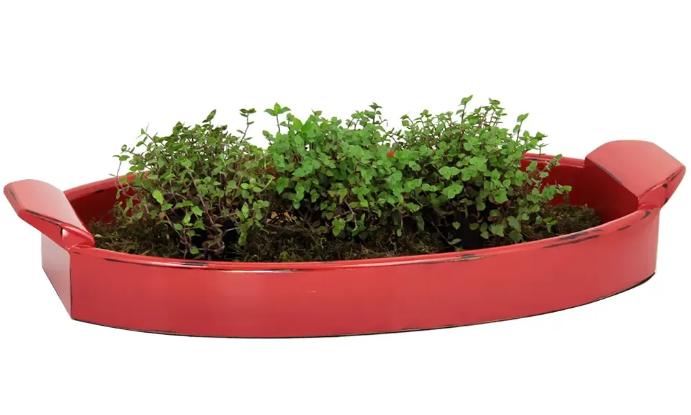 FRUTEIRA REGINEZ AF2458 AXE VERMELHO