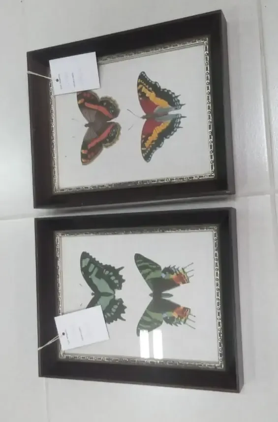 QUADRO MARINI BORBOLETA THAITI 26X36  REF:1063