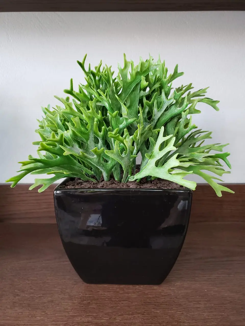 ARRANJO CHALE KALE CHIFRE VEADO  REF:18231/18903