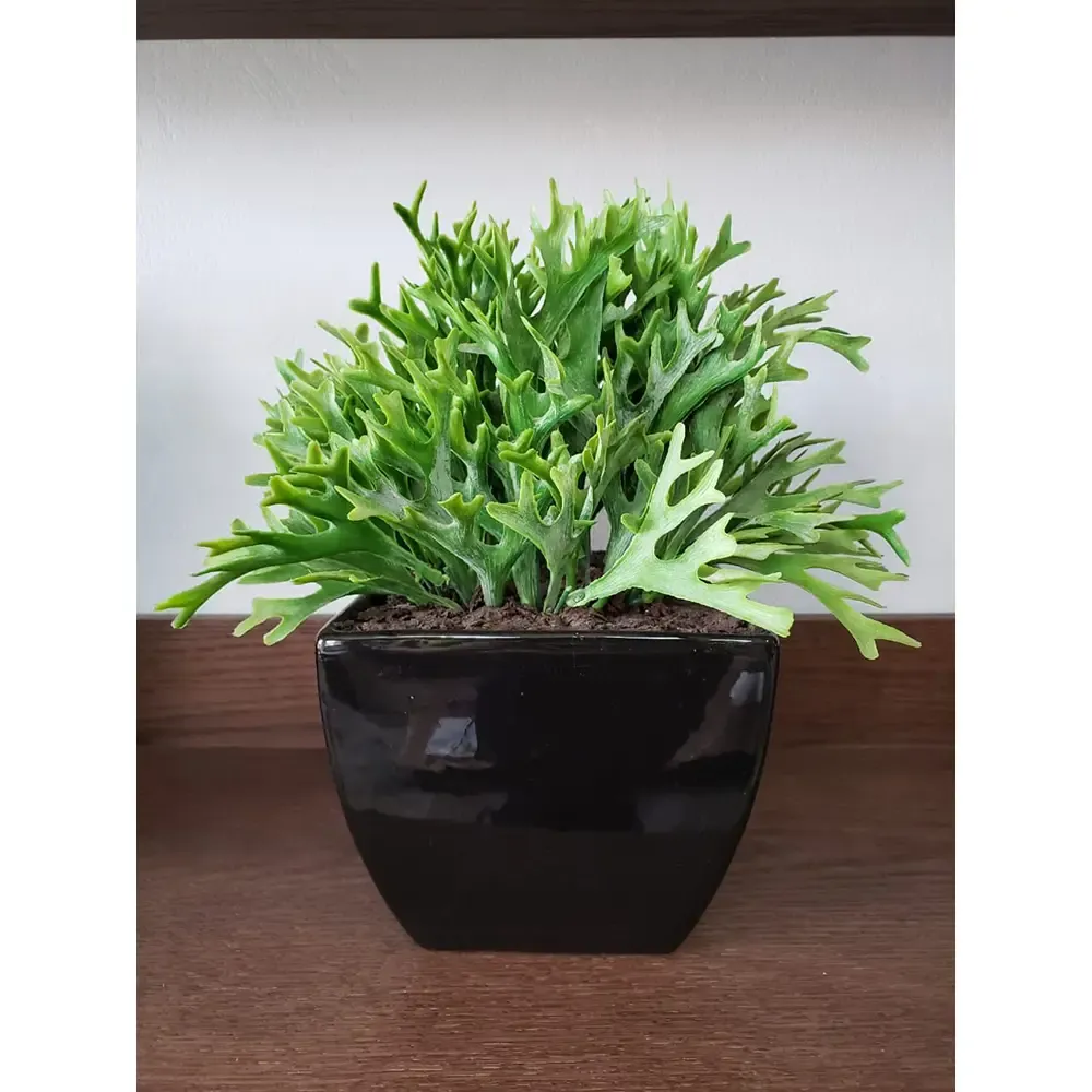 ARRANJO CHALE KALE CHIFRE VEADO  REF:18231/18903 2