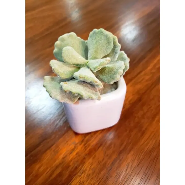 SUCULENTA D.A INOVACOES ALOE 12CM  REF:A3373