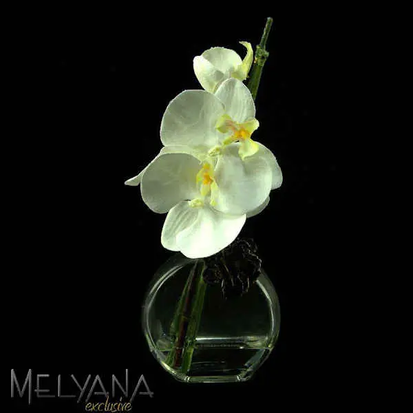 ARRANJO MELYANA 10405 PHALANOPSIA VIDRO