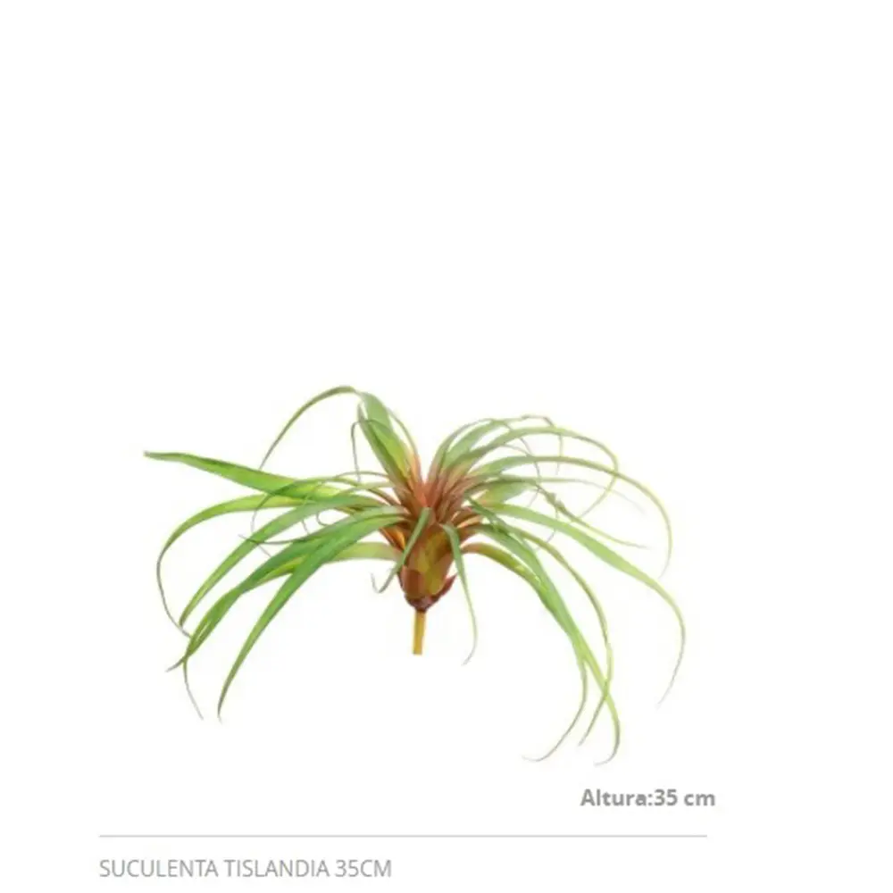 SUCULENTA CHALE KALE 11291VD 35CM TISLANDIA