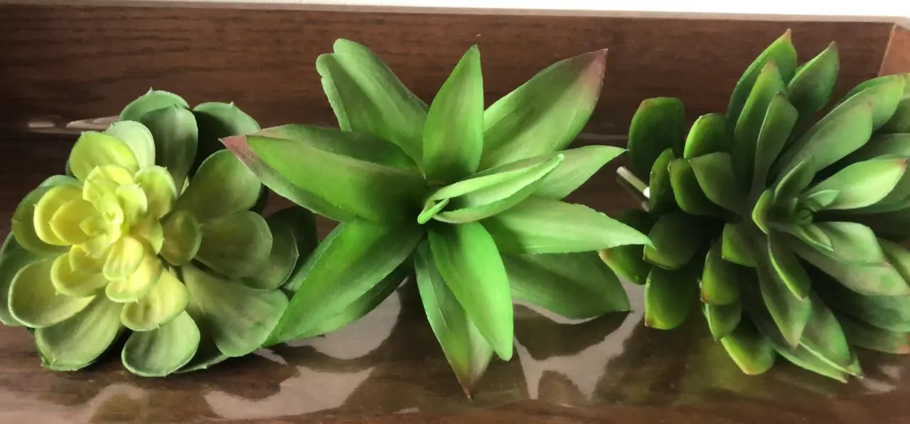 SUCULENTA ECHEVERIA CHALE KALE 11807VD ROSA DE PEDRA 14CM VERDE 2