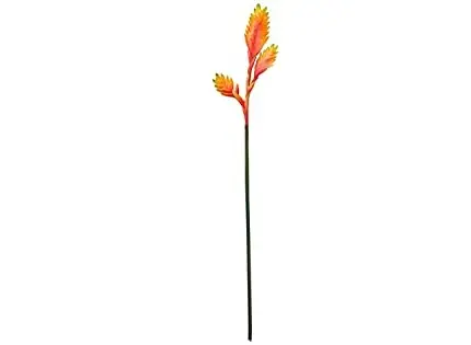 HELICONIA CHALE KALE 12075VM HASTE 80CM 2