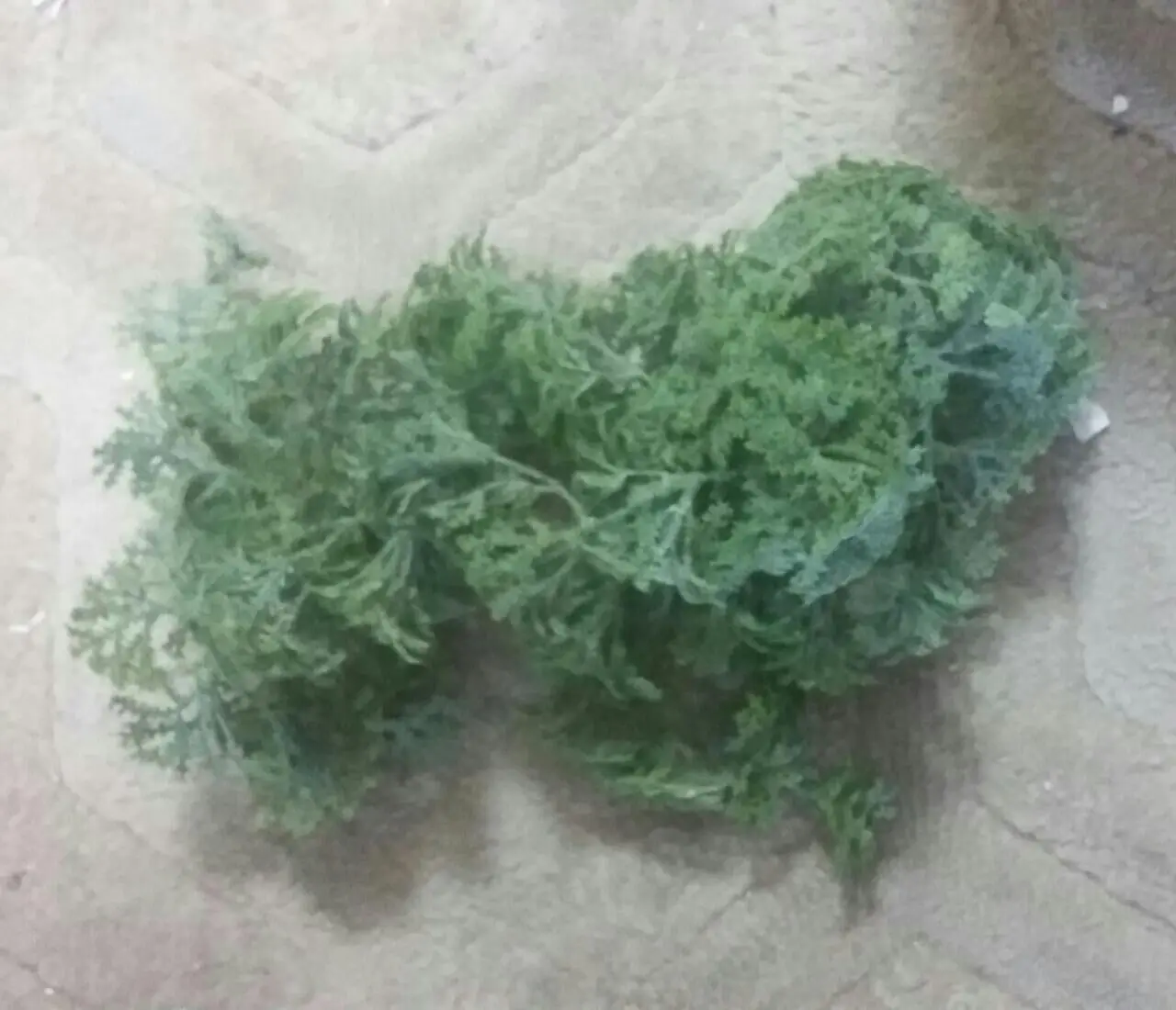 SELAGINELA CASA BONITA 107952