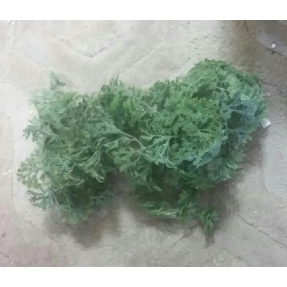 SELAGINELA CASA BONITA 107952 2