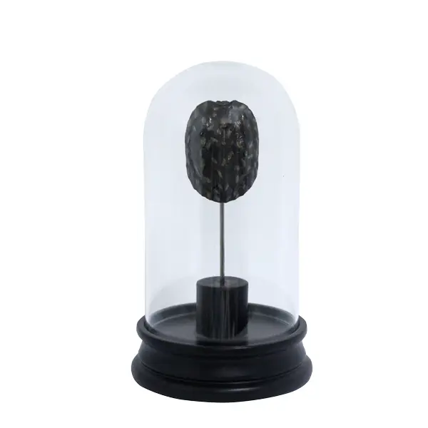 ESCULTURA GOODS 74036 CASCO DE TARTARUGA