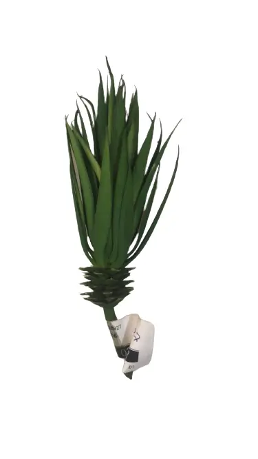 SUCULENTA VANESSA MINI