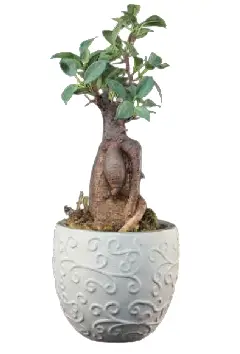 ARRANJO BONSAI MELYANA 13107 FICUS 43CM