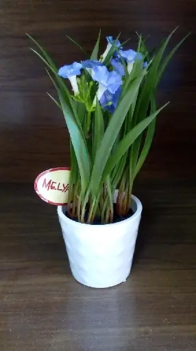 PLANTA MELYANA 9056 PETUNEA PLANTADA 20 CM