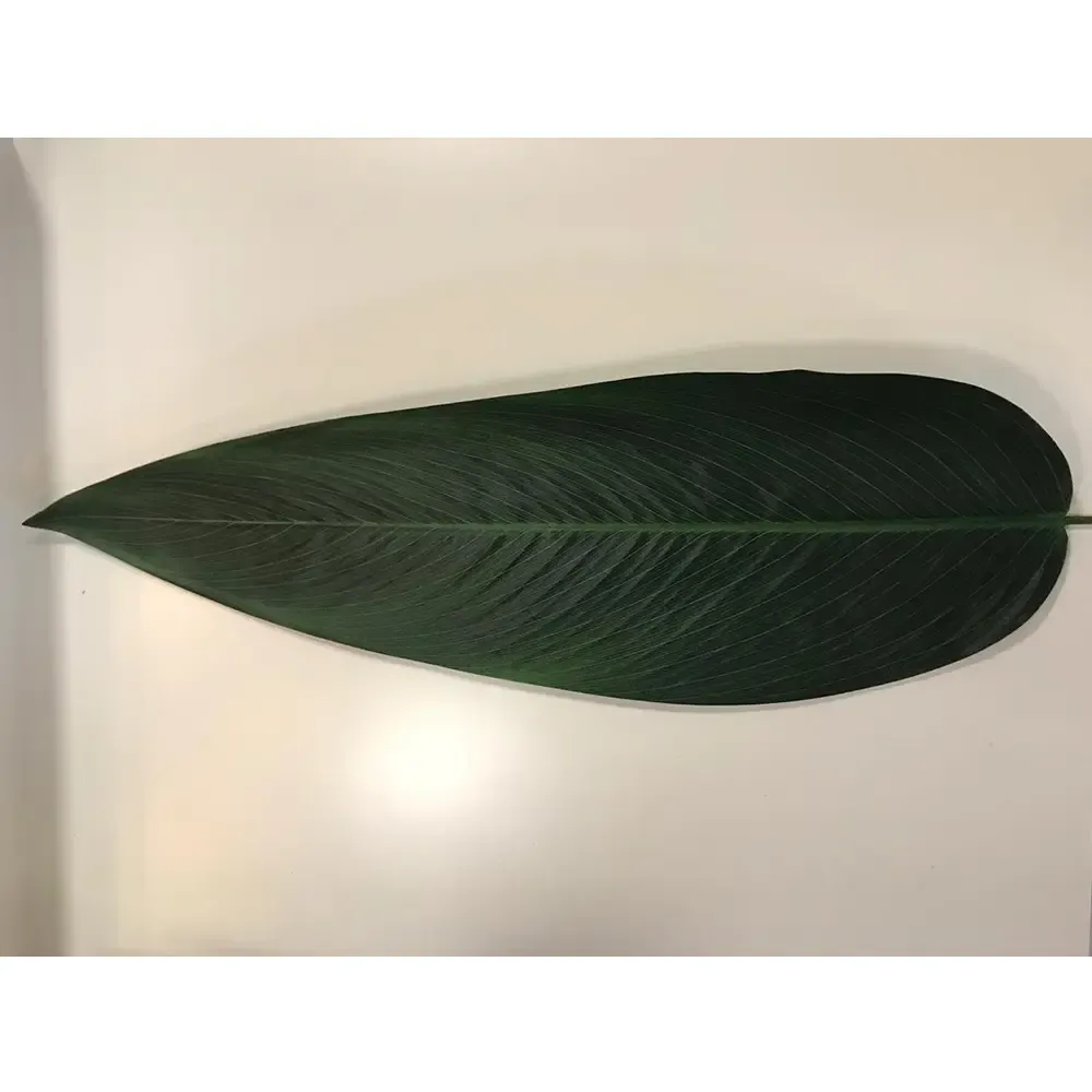 FOLHA CASA BONITA 110519 STRELITZIA AVULSA