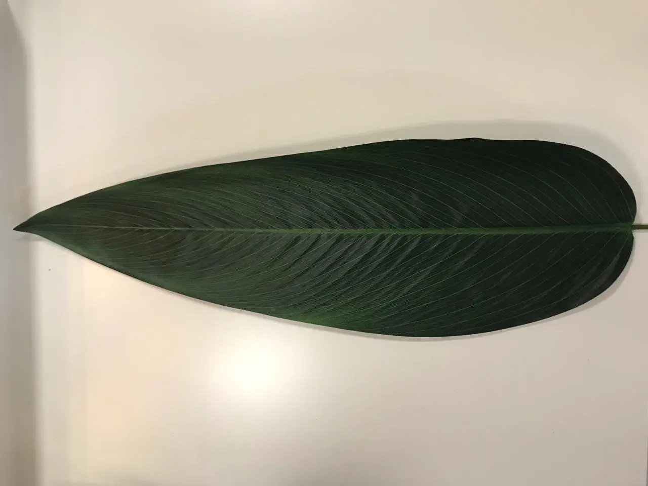 FOLHA CASA BONITA 110519 STRELITZIA AVULSA 2