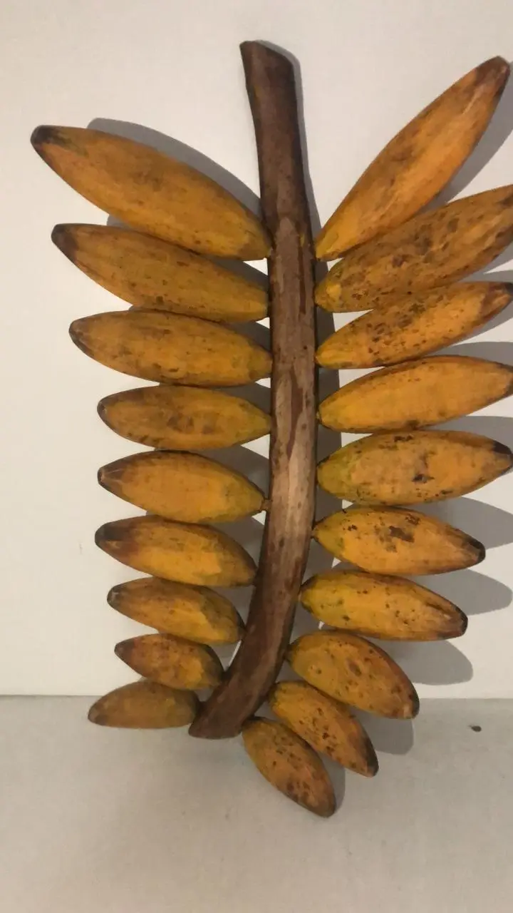 CACHO BANANA LIBERAL MARINI 10082 EM MADEIRA