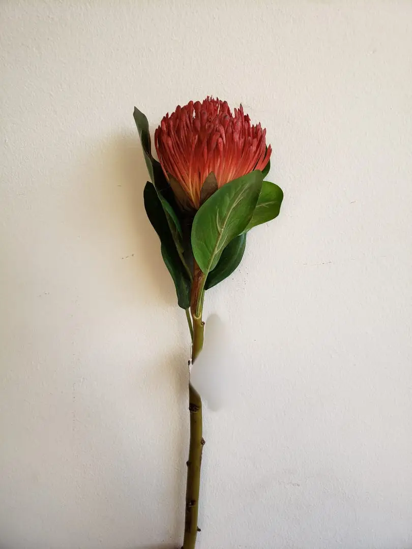 FLOR PROTEA FLORARTE 89366003 EVA VERMELHO OUTONO (BL)