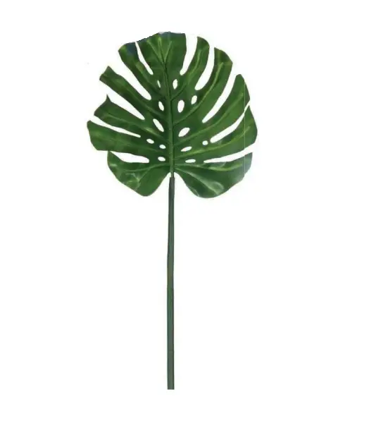 FOLHA UNIQUE 111877 M COSTELA DE ADAO