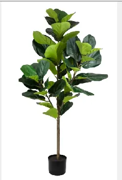 ARVORE BRILLIANCE FICUS LYRATA(BL)