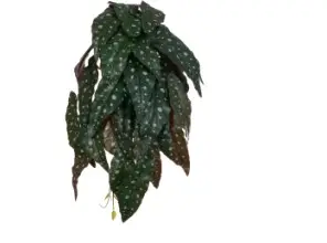 FOLHA BEGONIA MACULATA FLORARTE FORRACAO VERDE PURPURA 82326001(BL)