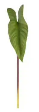 FOLHAGEM BRILLIANCE ALOCASIA CF022 41CM(BL)