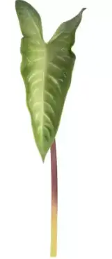 FOLHAGEM BRILLIANCE ALOCASIA CF023 60CM(BL)
