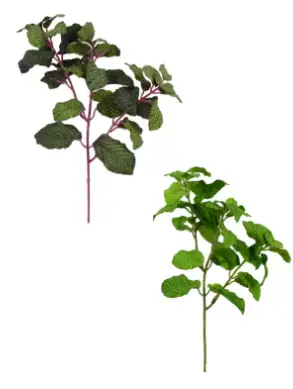 HASTE BRILLIANCE HORTELA MX784 29CM(BL)