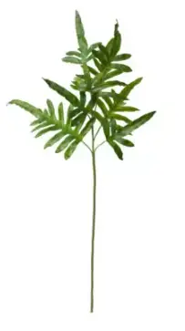 HASTE BRILLIANCE PHLEBODIUM MX903 1.10MT(BL)